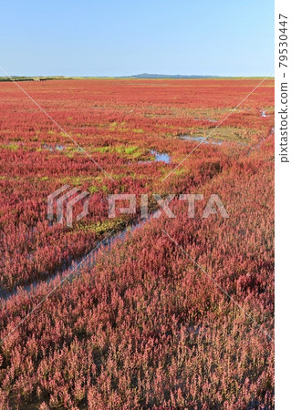 Ornamental road in the coral grass community of autumn leaves of Lake Notoro in Ubaranai, Abashiri City 79530447