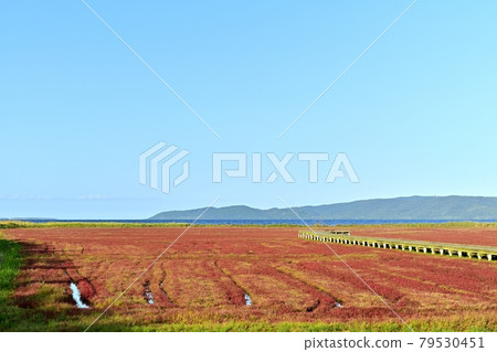 Ornamental road in the coral grass community of autumn leaves of Lake Notoro in Ubaranai, Abashiri City 79530451