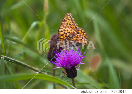 High brown fritillary sucking nectar of Serratula coronata High brown fritillary sucking nectar of Serratula coronata 79530461
