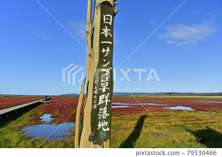 Information board and ornamental road in the coral grass community of autumn leaves of Lake Notoro in Ubaranai, Abashiri City Information board and ornamental road in the coral grass community of autumn leaves of Lake Notoro in Ubaranai, Abashiri City 79530466
