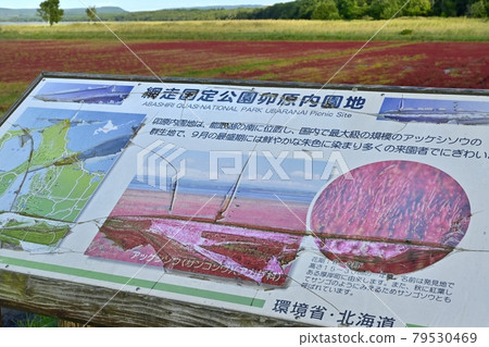 網走市宇原內能取湖秋季珊瑚草群落信息板 網走市宇原內能取湖秋季珊瑚草群落信息板 79530469