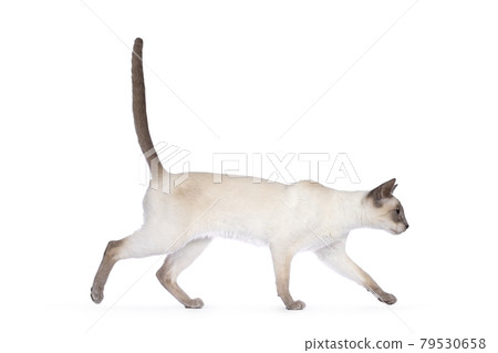 Lilac Thai cat on white background Lilac Thai cat on white background 79530658