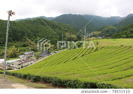 Uji City, Kyoto Prefecture, Tea Field, Uji Tea, SDGs Naturally Cultivated Sencha, Catechin, Catechin Green Tea, Watered Green Tea 79531510