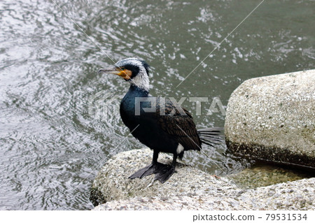 A Japanese Cormorant in Tokyo Bay A Japanese Cormorant in Tokyo Bay 79531534