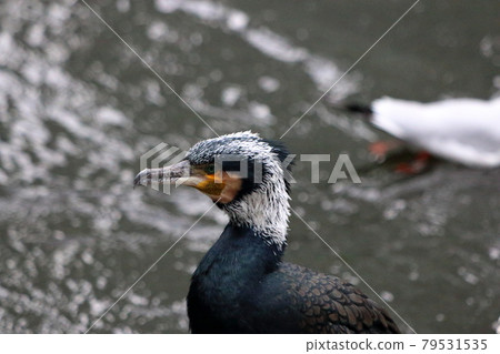 A Japanese Cormorant in Tokyo Bay A Japanese Cormorant in Tokyo Bay 79531535