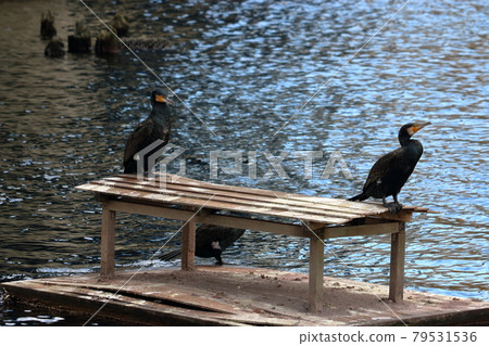A Japanese Cormorant in Tokyo Bay A Japanese Cormorant in Tokyo Bay 79531536