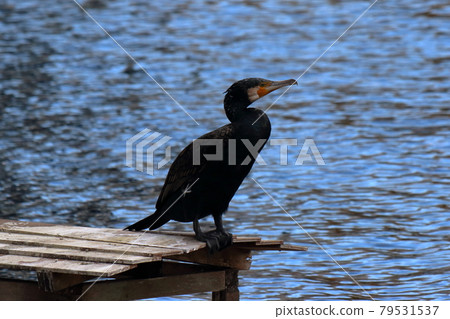 A Japanese Cormorant in Tokyo Bay A Japanese Cormorant in Tokyo Bay 79531537