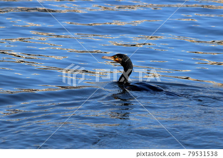 A Japanese Cormorant in Tokyo Bay A Japanese Cormorant in Tokyo Bay 79531538