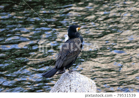 A Japanese Cormorant in Tokyo Bay A Japanese Cormorant in Tokyo Bay 79531539