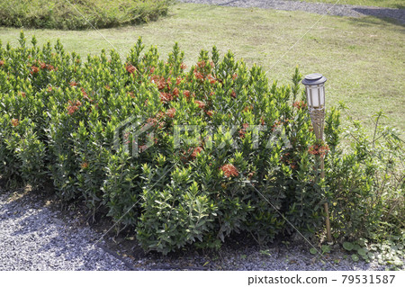 Summer garden with green leaves plant Summer garden with green leaves plant 79531587
