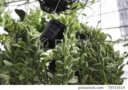 Green summer plant in outdoors market Green summer plant in outdoors market 79531614