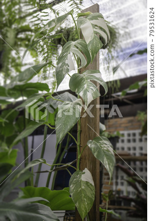 Green summer plant in outdoors market Green summer plant in outdoors market 79531624