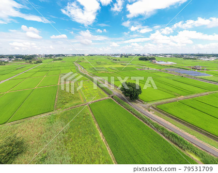 “埼玉縣”埼玉市夏日的天空和水沼稻田風光 “埼玉縣”埼玉市夏日的天空和水沼稻田風光 79531709