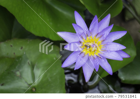 Flowers of water lilies on the surface of the water 79531841