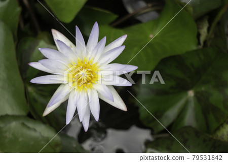 Flowers of water lilies on the surface of the water Flowers of water lilies on the surface of the water 79531842