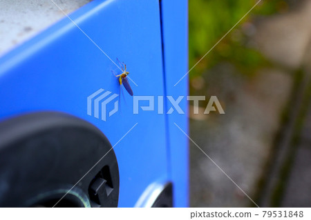 To kill To kill 79531848