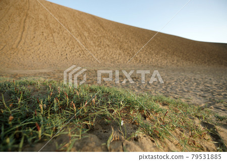 鳥取四季散步夏天鳥取沙丘早晨 鳥取四季散步夏天鳥取沙丘早晨 79531885