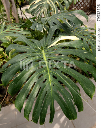 植物龜背 79532598
