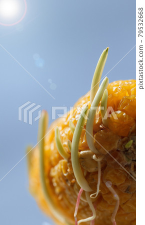 Germinating seeds 79532668