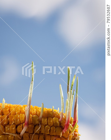 Germinating Indian corn 79532687