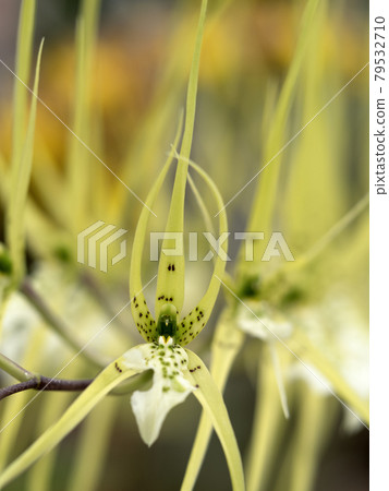 Western orchid brassia bell cosa 79532710