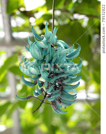 Jade vine 79532822