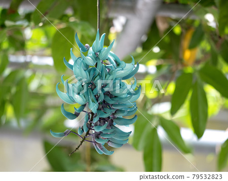 Jade vine 79532823