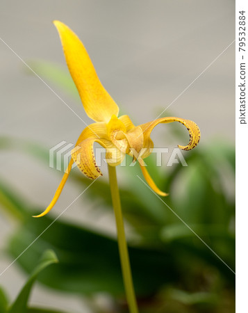 蘭花花 Bulbophyllum 大堂 79532884