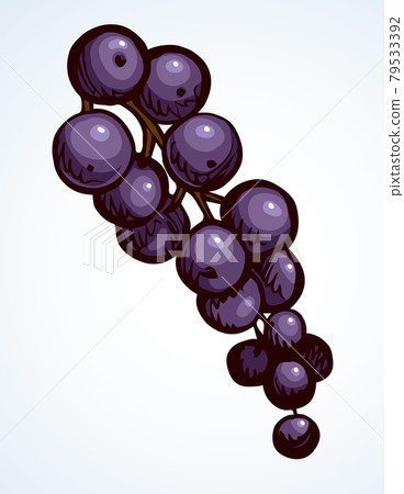 Currants on branch. Vector drawing Currants on branch. Vector drawing 79533392