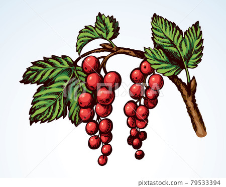 Currants on branch. Vector drawing 79533394