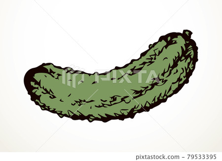 Small green cucumber. Vector drawing Small green cucumber. Vector drawing 79533395