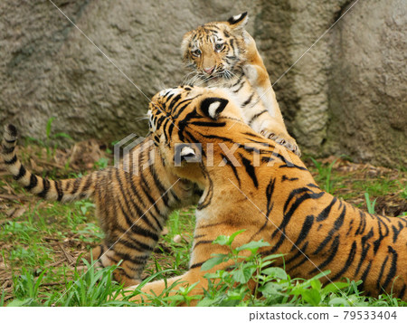 Parent and child of Amur tiger Parent and child of Amur tiger 79533404