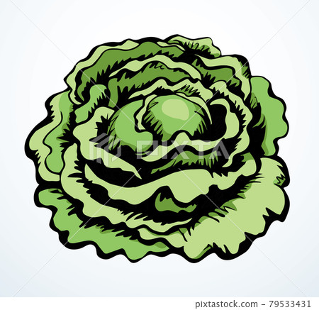 Cabbage. Vector drawing icon sign 79533431