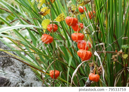 Red-colored physalis fruit 79533759