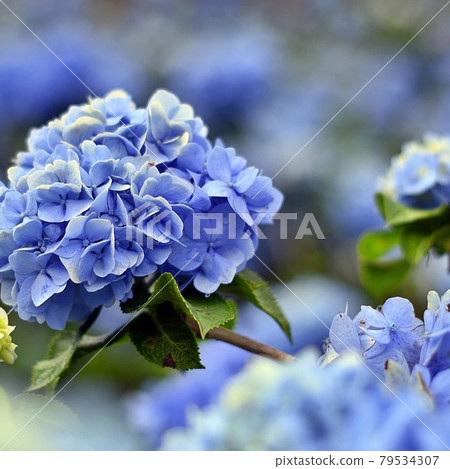 hydrangea hydrangea 79534307