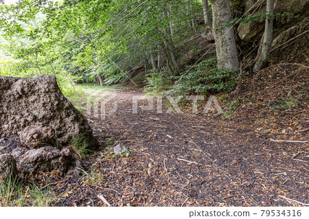 path of a wood path of a wood 79534316