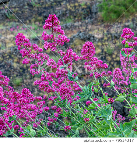 Splendid pink broom Splendid pink broom 79534317