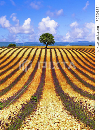 beauty in nature - hills of blooming lavanda beauty in nature - hills of blooming lavanda 79534824