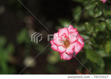 荒尾市少女公民花壇玫瑰花, 荒尾市少女公民花壇玫瑰花, 79535027