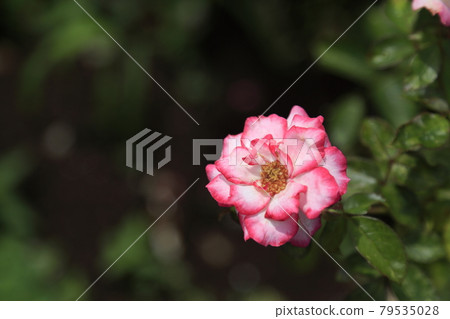 荒尾市少女公民花壇玫瑰花, 荒尾市少女公民花壇玫瑰花, 79535028