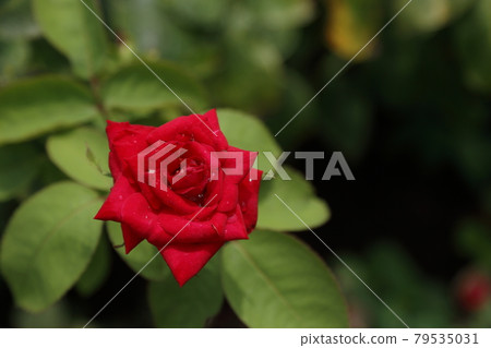 荒尾市少女公民花壇玫瑰花, 荒尾市少女公民花壇玫瑰花, 79535031