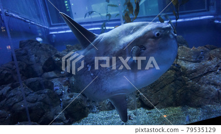 Close-up shot of sunfish mola mola ocean large cute fish creature Close-up shot of sunfish mola mola ocean large cute fish creature 79535129