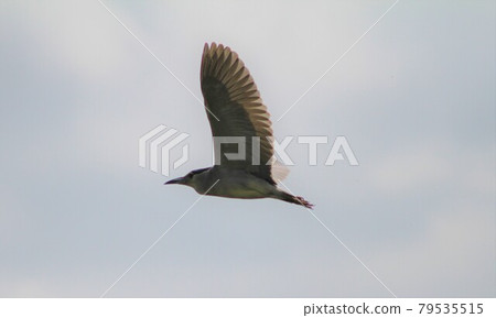 夜鷺在飛行中的翅膀 79535515