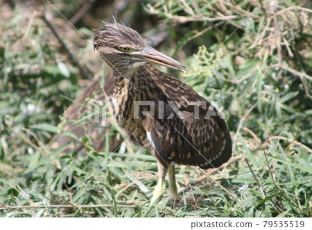 夜鷺小雞轉移 夜鷺小雞轉移 79535519