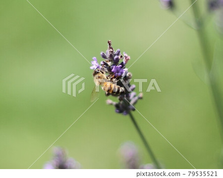 The back of a honeybee sucking lavender nectar: A lifeform resting on a purple flower 79535521