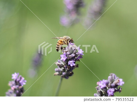 蜜蜂飲用薰衣草花蜜：透過色彩和構圖描繪大自然之美 79535522
