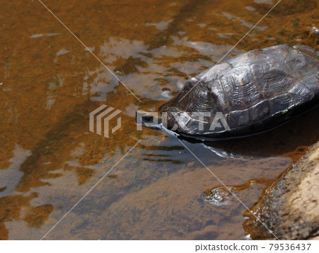 日本池龜入水 79536437