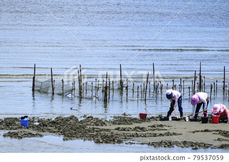 Clam digging in a marine park in Yokohama City, Kanagawa Prefecture Clam digging in a marine park in Yokohama City, Kanagawa Prefecture 79537059