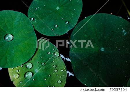 Glass-like frog leaves and raindrops Glass-like frog leaves and raindrops 79537594