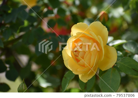 Yellow roses blooming in the spring rose garden Yellow roses blooming in the spring rose garden 79537806